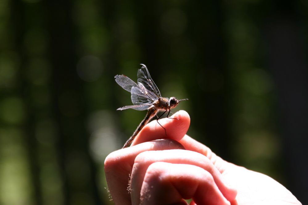 Dragonfly on my husband's hand