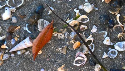 Seashells in the Seashore