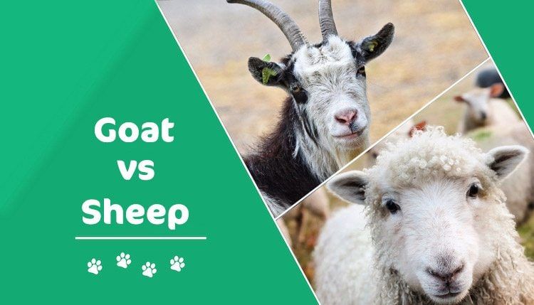 goat-vs-sheep.jpg