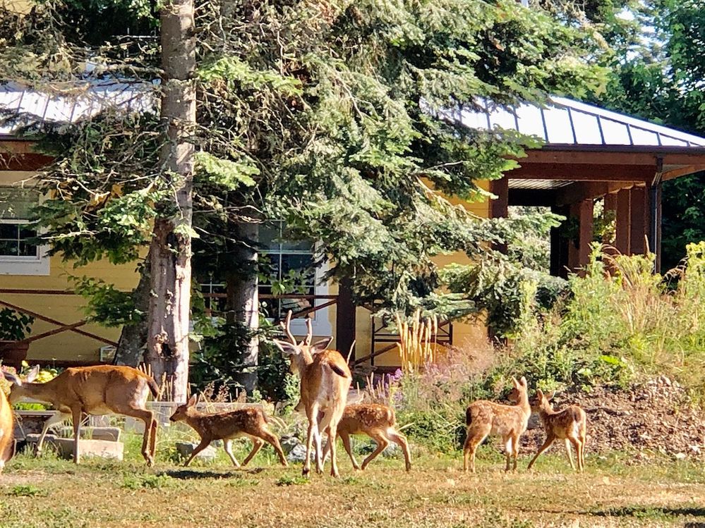 Deer Daycare