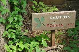 Poison Ivy.jpg