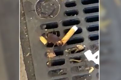 cockroach-cigarette-wp.jpg