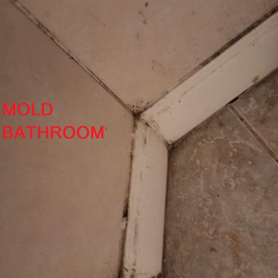 BATHROOM MOLD 1.jpg