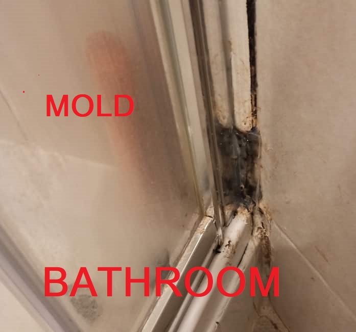 BATHROOM MOLD 3.jpg