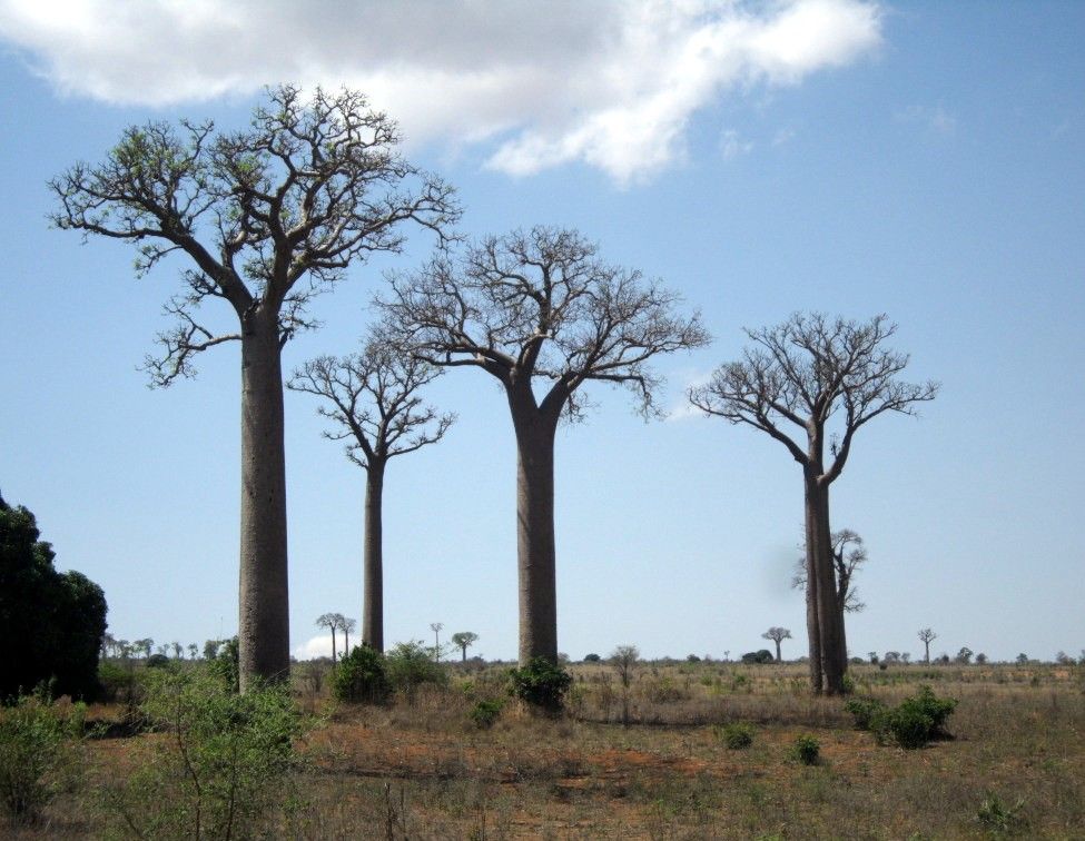Baobab à Tuléar Madagascar