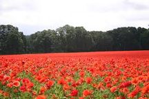 Red Poppy Field.jfif