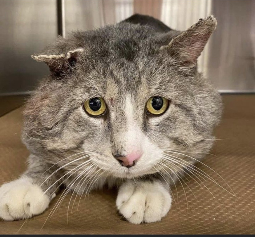 Day 29 Adopting a cat Airbnb Community