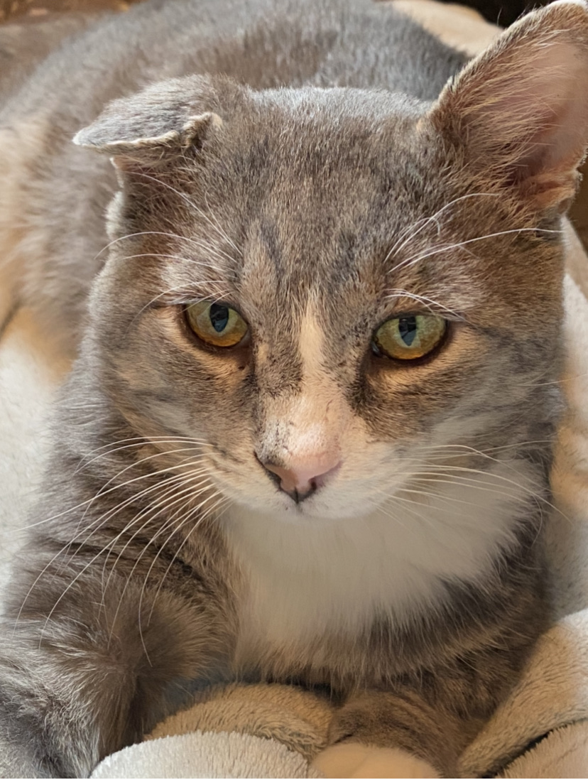 Day 29 Adopting a cat Airbnb Community