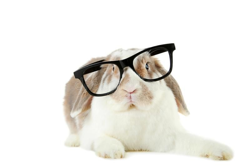 beautiful-rabbit-glasses-white-background-128974477.jpg