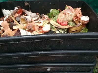 vermi per compost 1.jpeg