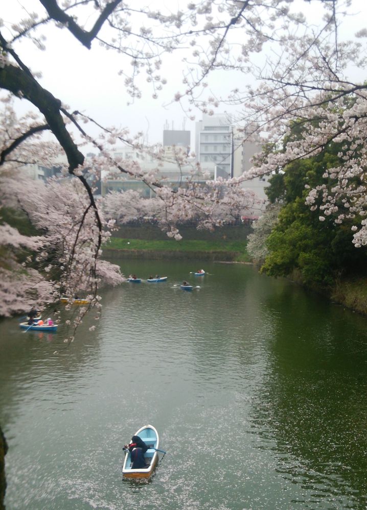 The Cherry Blossoms in Nippon Budokan in 2017