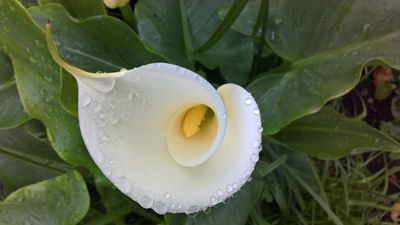 White Remembrance Lily Raindrops of tears and joy