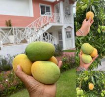 Mangos de nuestro jardín
