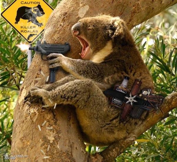 Drop Bears 3.jpg