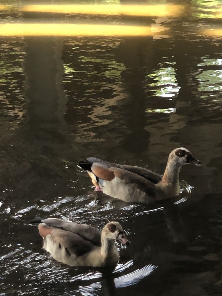 Enten im Wassergarten im Seerosenbecken