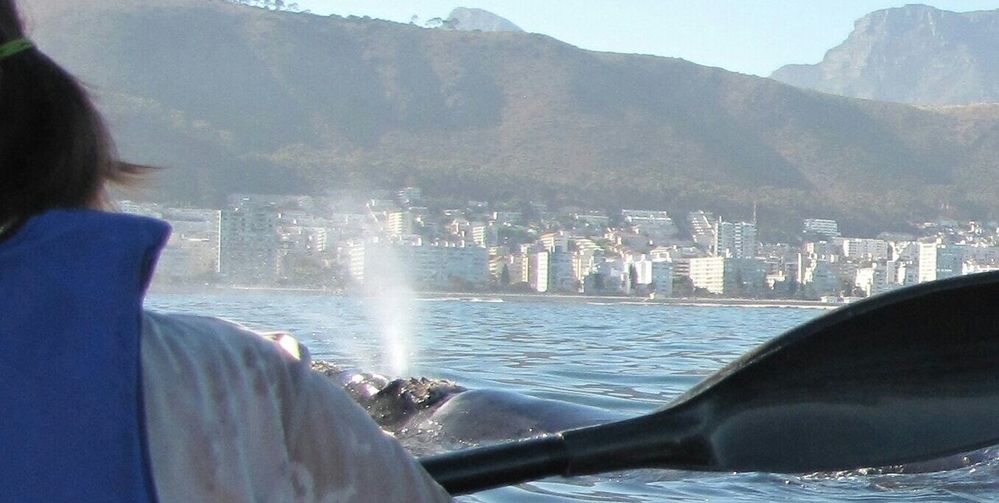 Whale from kayak.jpg