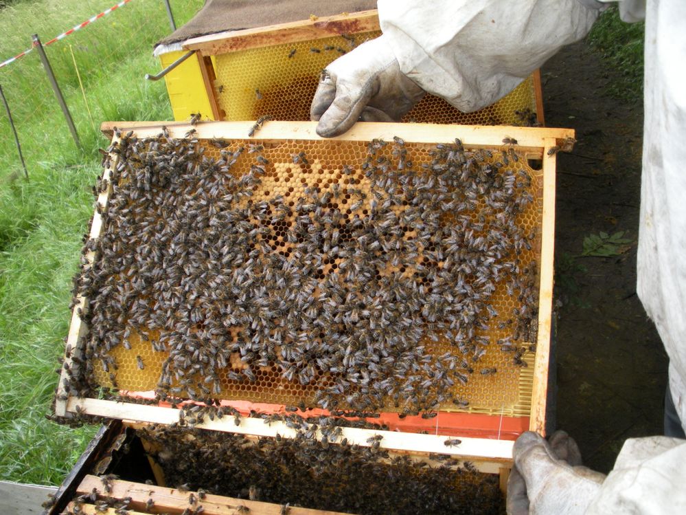 cadre couvert d'abeilles