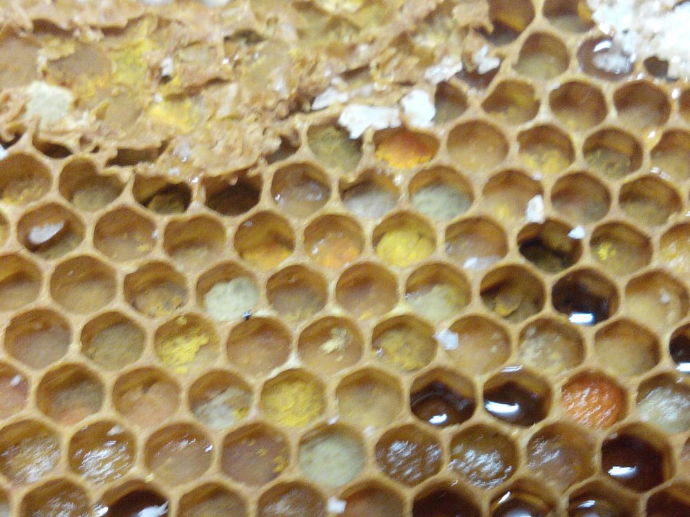 cadre de polen nourriture des abeilles que les abeilles transforment en gelée royale pour nourrir la reine