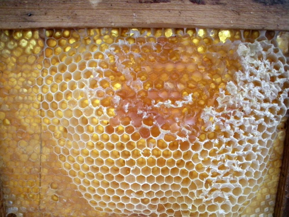 cadre de miel  (operculé) prêt à être transformé  pour  la consommation, trop bon si on trempe de doigt dedans !!