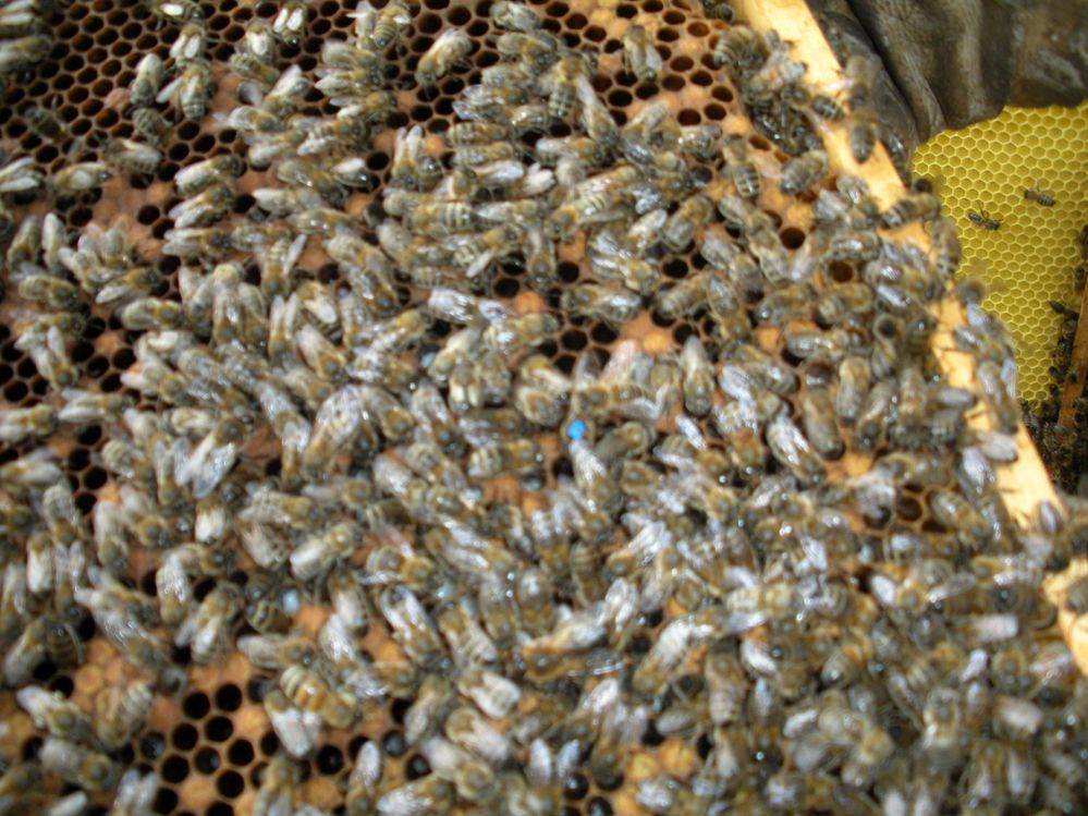 cadre d'abeilles + reine et couvin dessous