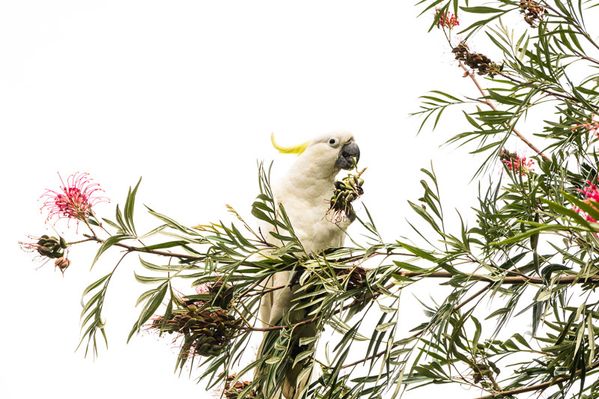 cockatoo.JPG