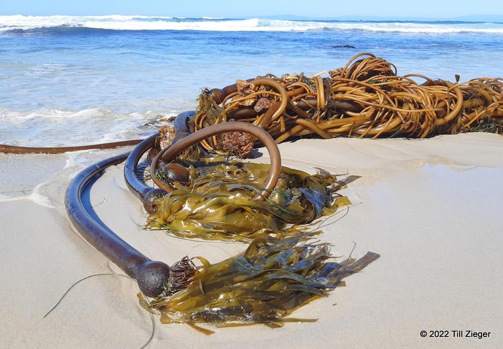 riesengroßes Kelp