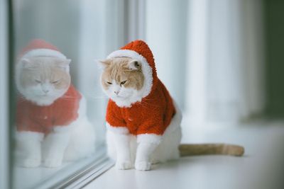 white-and-beige-scottish-fold-cat-in-christmas-royalty-free-image-831353306-1541446682.jpeg