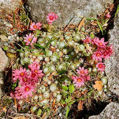 Cobweb hens & chicks