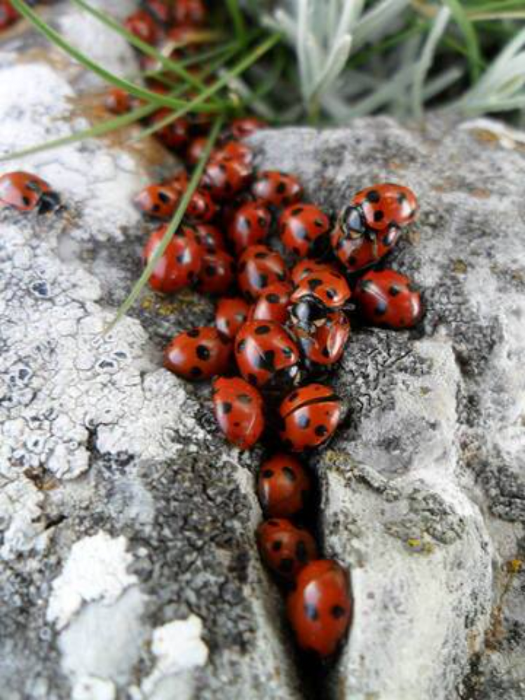 The awakening of ladybugs (Sasso di Castalda - Basilicata - Italy).