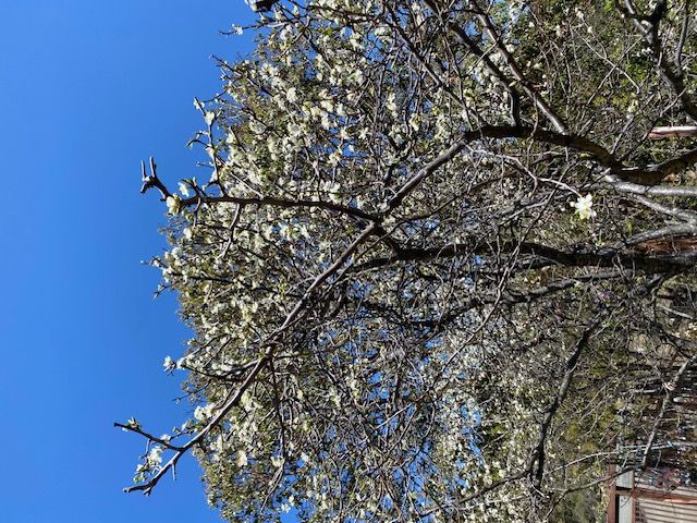 French prunes blooming in today's sunshine!