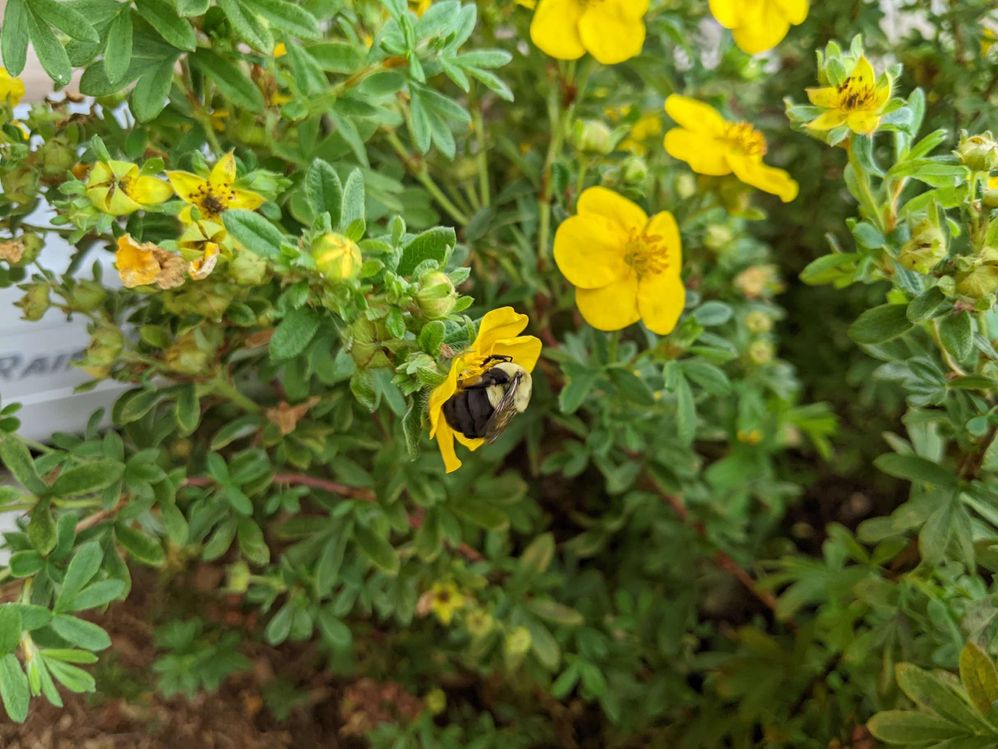 Helping the Bees