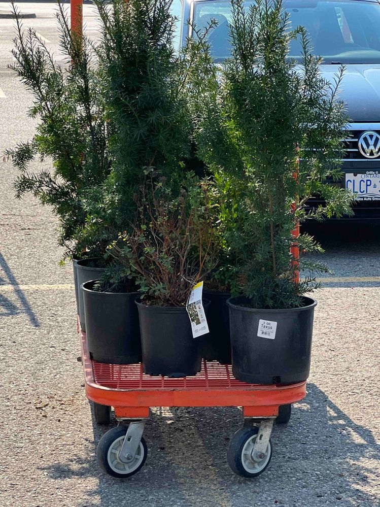 Purchased for the new garden