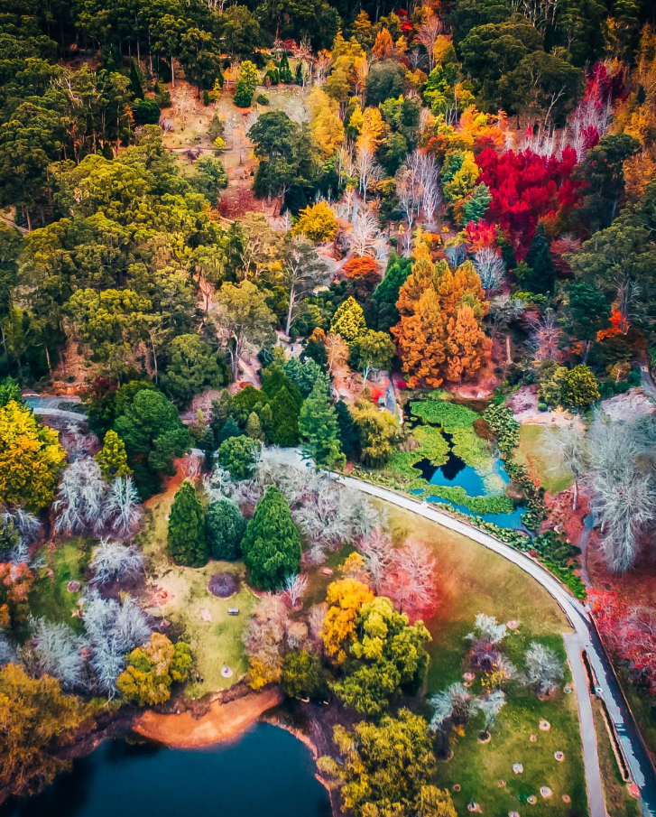 Mt Lofty Botanic Gardens in Autumn.png