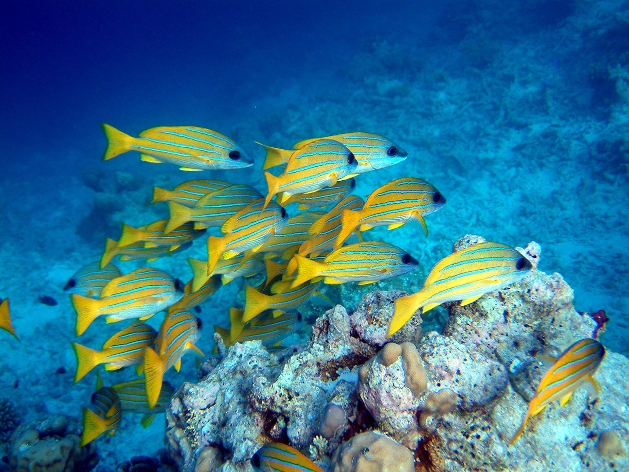 Maldives 1 poissons HD.jpg