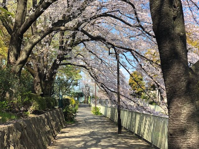 Cherry blossom.jpg Cherry blossom.jpg