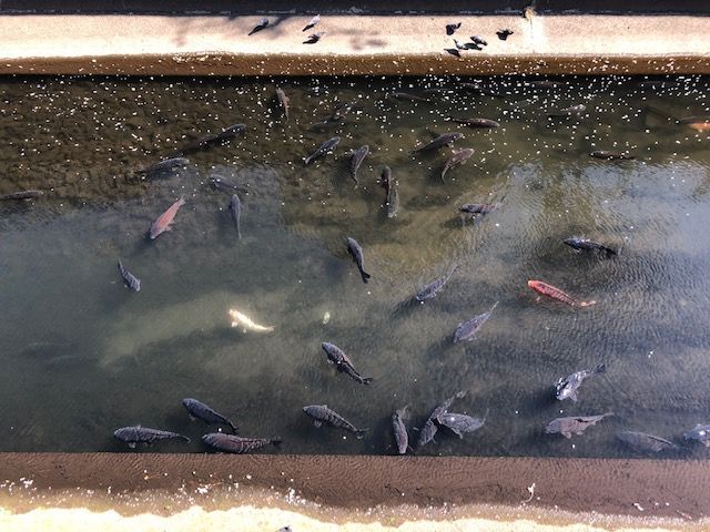 Fish.jpg Fish.jpg