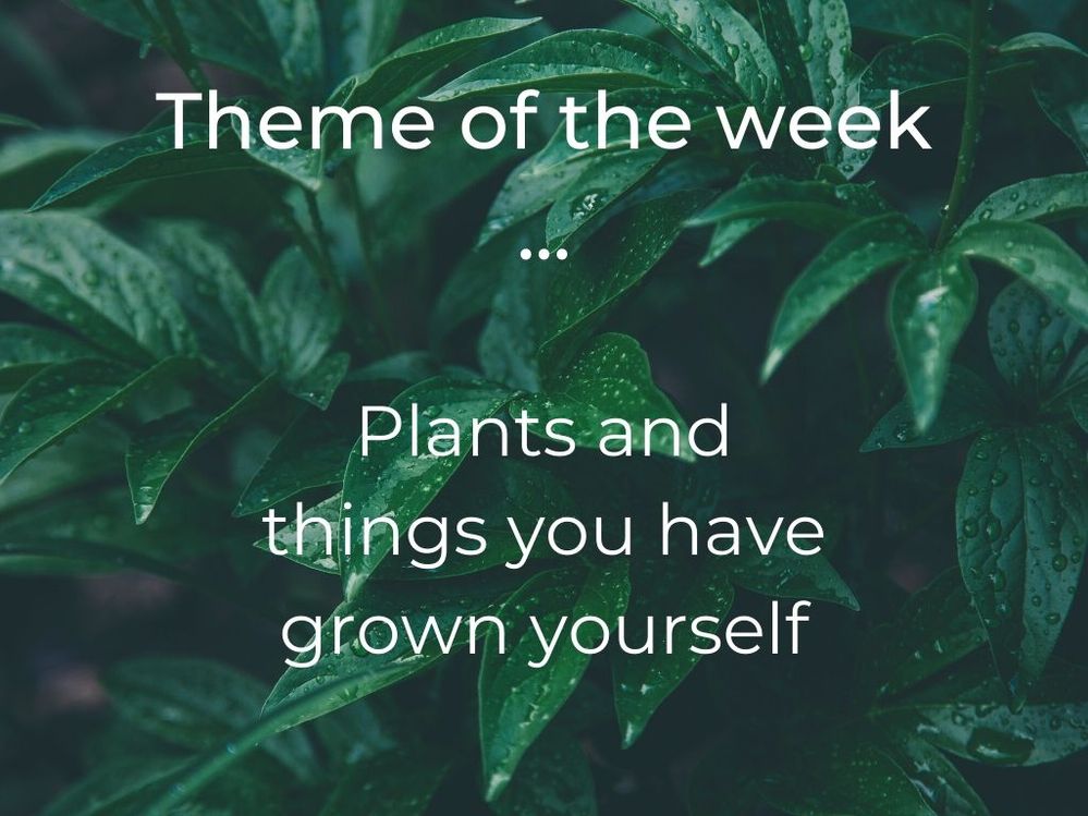 Plants.jpg Plants.jpg